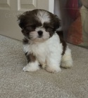 Prod�m miniaturn� �t��ata SHIH TZU