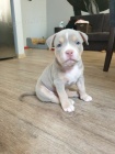 Prod�m roztomil� �t���tka americk�ho pitbulteri�ra