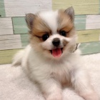 Wir haben 3 bezaubernde Pomeranian Zwergspitz Welpen,