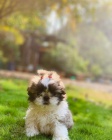 Prod�m �t��ata SHIH TZU