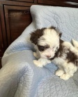 Prod�m roztomil� a zdrav� �t��ata havanese.