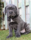 Prod�m �t��ata italsk�ho Cane Corso