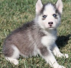 Sibi�sk� husky �t��ata Fenka