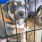 Prod�m �t��ata americk�ho pitbull teri�ra