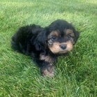 YORKIPOO �T��ATA K ADOPCI