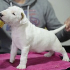 Standardn� bulteri�r �t��ata