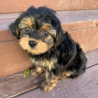 Prod�m �t��ata Yorkiepoo