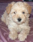 Prod�m �t��ata Mini Schnoodle