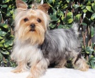 jork��rsk� teri�r - �t��ata yorkie