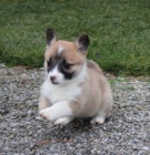 gorgi, pembroke welsh �t��ata