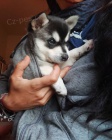Prod�m �t��ata ALASKAN KLEE KAI