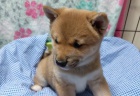 Prod�m rozko�n� miminka �t��ata shiba inu