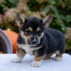Prod�m �t��ata Pembroke Welsh Corgi.