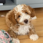 Prod�m o�kovan� a od�erven� �t��ata Cavapoo mini.