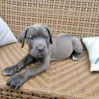 Prod�m zdrav� o�kovan� �t��ata italsk�ho Cane Corso
