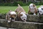 Angli�t� buldoci na prodej hledaj� v��n� domov a miluj�c� rodinu