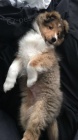 �t��ata Sheltie