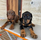 TATA DOBERMANA