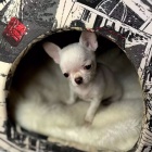 MINI �t��ata �ivavy