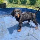 �t��ata dobrmana