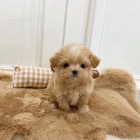 Prodm ZDRAV a OKOVAN tata Maltipoo