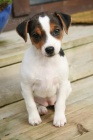 z�skejte k prodeji ��asn� a zdrav� �t��ata jack russell teri�ra.