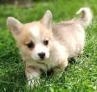 Velsk Corgi Pembroke tata