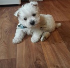 tata West Highland White terir k adopci.