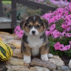 �t��ata Pembroke Welsh Corgi