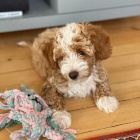 Prod�m o�kovan� a od�erven� �t��ata Cavapoo mini.