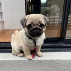 tata mops k adopci