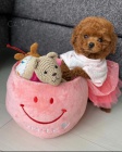 pudla Toy