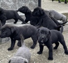 Cane Corso tata