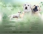Labrador retriver s PP (smetanov)