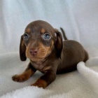 trpasli tata hladkosrstho jezevka