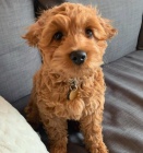 Šteniatka doodle na adopciu Šteniatka doodle na adopciu