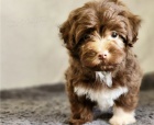 Šteniatka havanského psíka na adopciu Šteniatka havanského psíka na adopciu