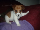Šteniatka Jack Russell na predaj Šteniatka Jack Russell na predaj