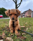 Kokoni šteniatka na adopciu Kokoni šteniatka na adopciu