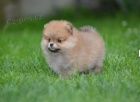 Pomeranian BOO tata