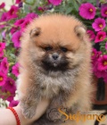 Pomeranian Boo tata