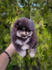 Pomeranian tata