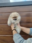 Pomeranian tata
