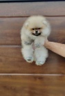 Pomeranian tata