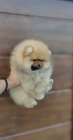 Pomeranian tata