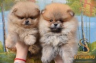 Pomeranian BOO tata