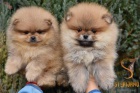 Pomeranian BOO tata