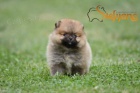 Pomeranian BOO tata