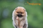 Pomeranian BOO tata