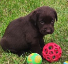 Nabdka tnte hndho labradorskho retrievera